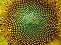 Fibonacci spiral.jpg