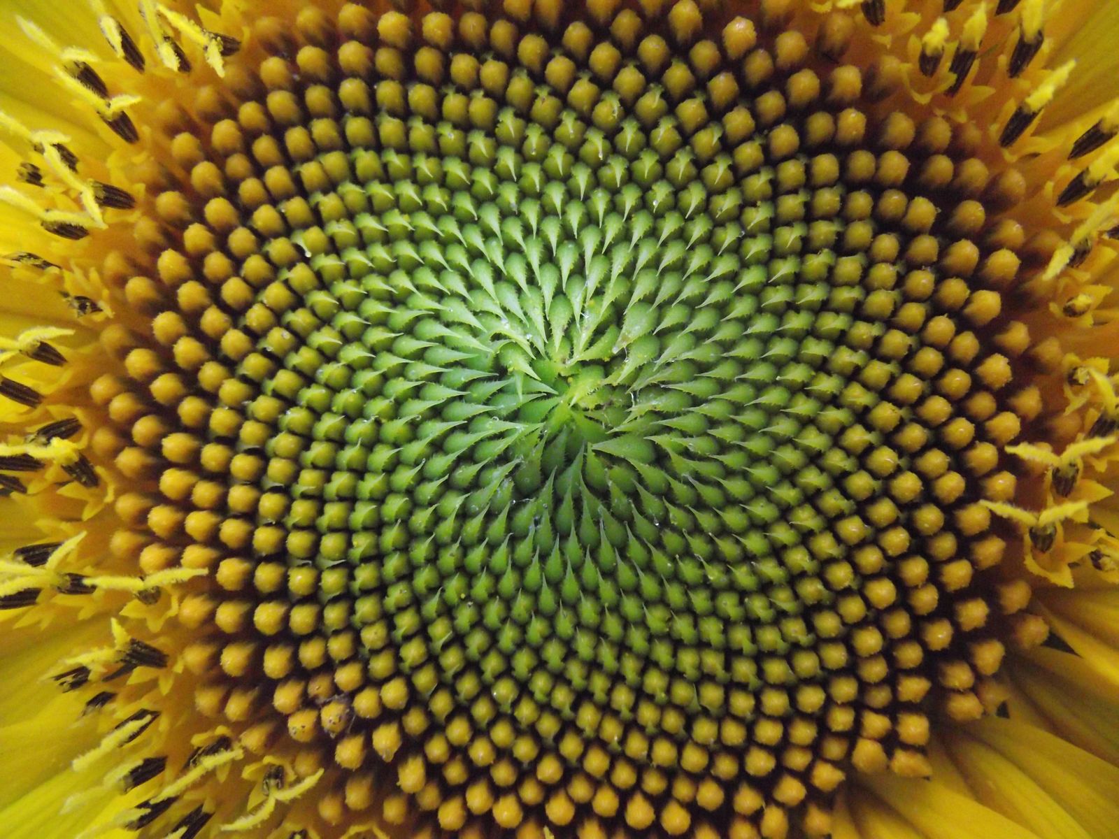 file-fibonacci-spiral-jpg-cse231-wiki