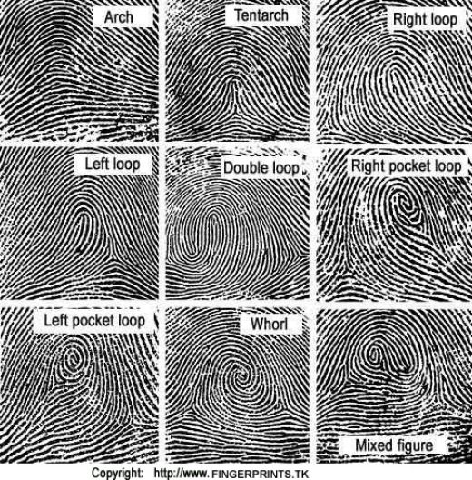 Figure - Fingerprint types [Lazaroff, 2004].